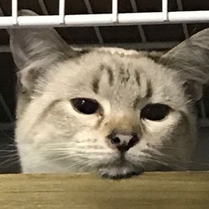 Meet your Posher, Tammy